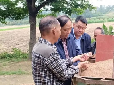 鄉(xiāng)村振興|“三夏”麥?zhǔn)彰头雠诵?> </div>
 <div   id=